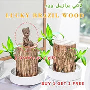 Lucky Brazil Wood Potted Plant🎊